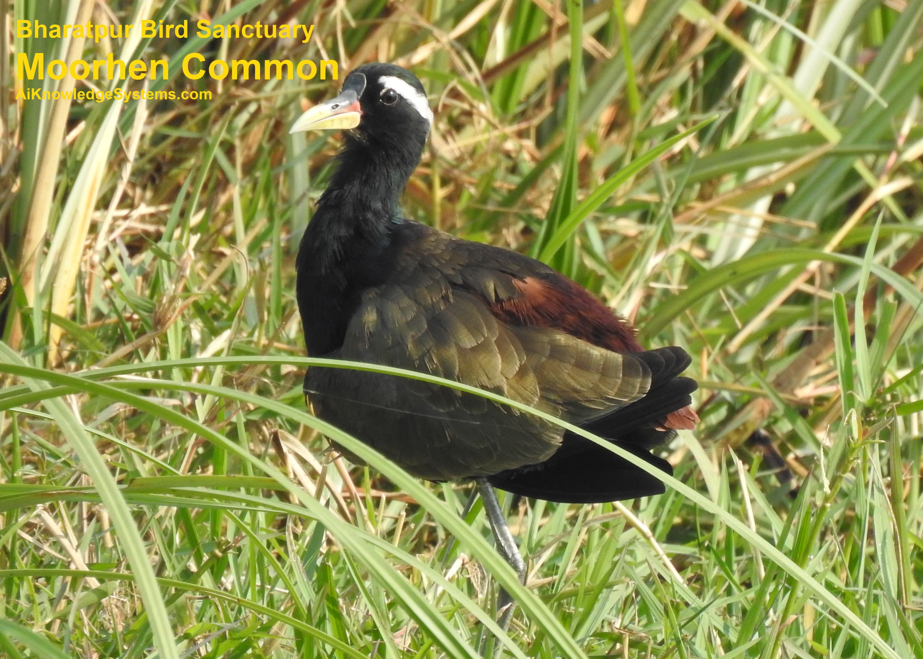 Moorhen Common (6) Coming Soon